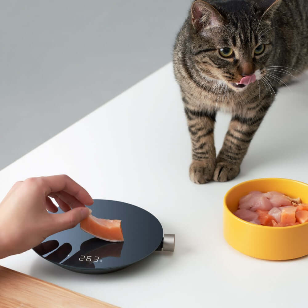 Smart Kitchen Scale measuring food with a hand, while a cat looks on curiously.